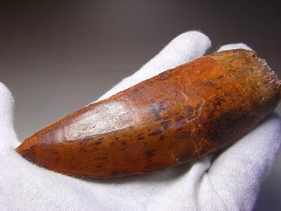 これが化石セブン史上最高のカルカロドントサウルスだ!(その9)