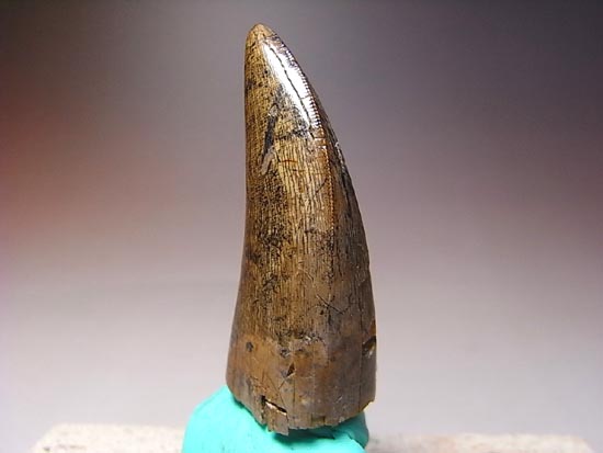 カナダの英雄アルバートサウルスの歯(その10)