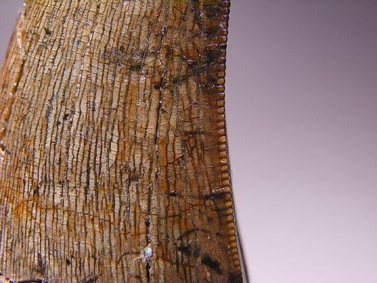 カナダの英雄アルバートサウルスの歯(その12)