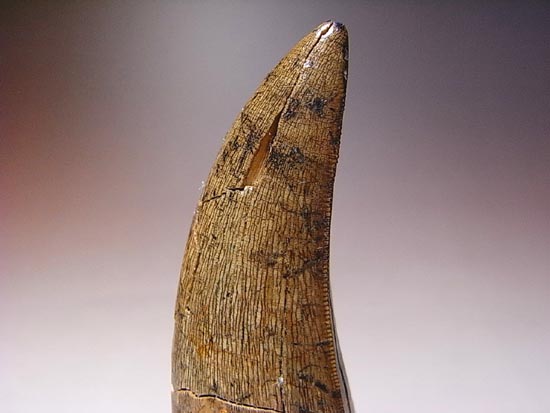 カナダの英雄アルバートサウルスの歯(その13)
