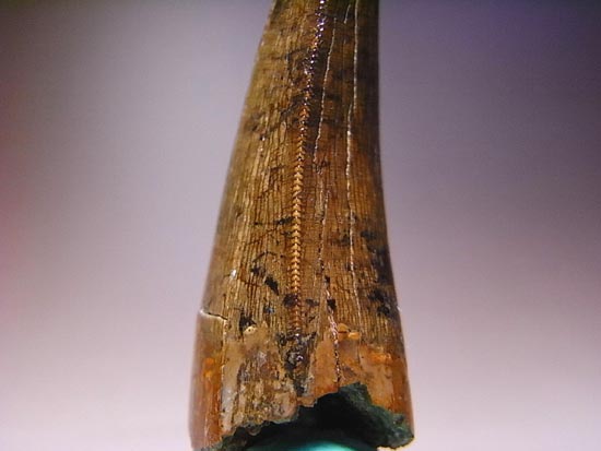 カナダの英雄アルバートサウルスの歯(その15)