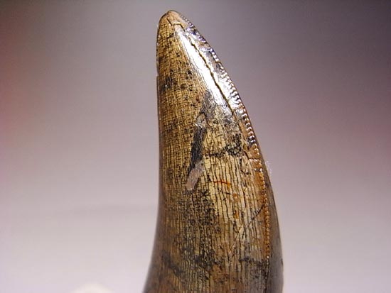 カナダの英雄アルバートサウルスの歯(その16)