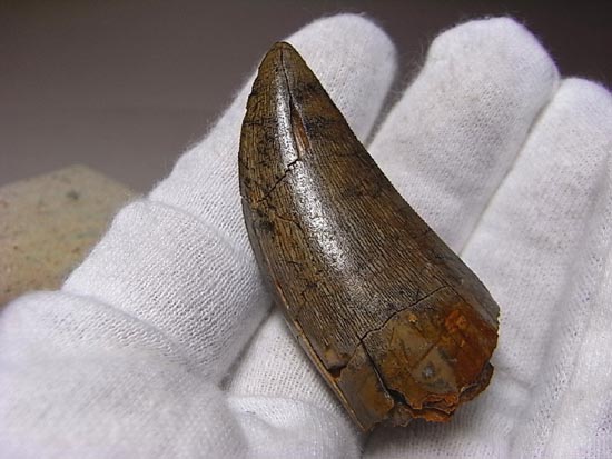 カナダの英雄アルバートサウルスの歯(その17)