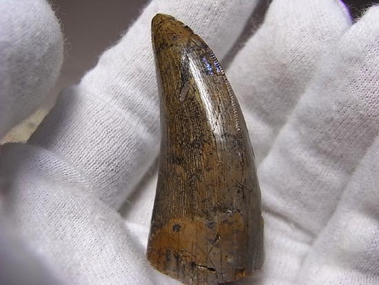 カナダの英雄アルバートサウルスの歯(その18)