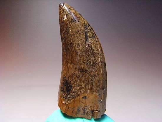 カナダの英雄アルバートサウルスの歯(その4)