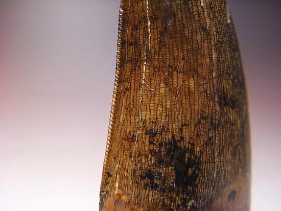 カナダの英雄アルバートサウルスの歯(その8)