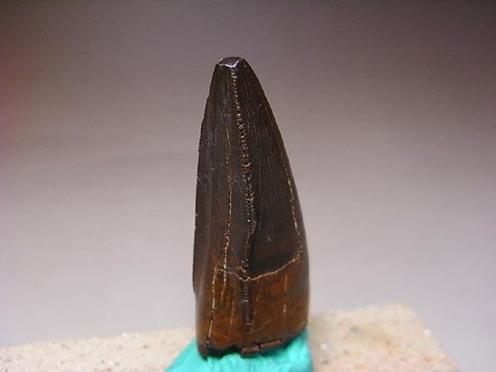 真のティラノサウルス歯コレクターなら１本欲しい！一級品の前上顎骨歯（その14）