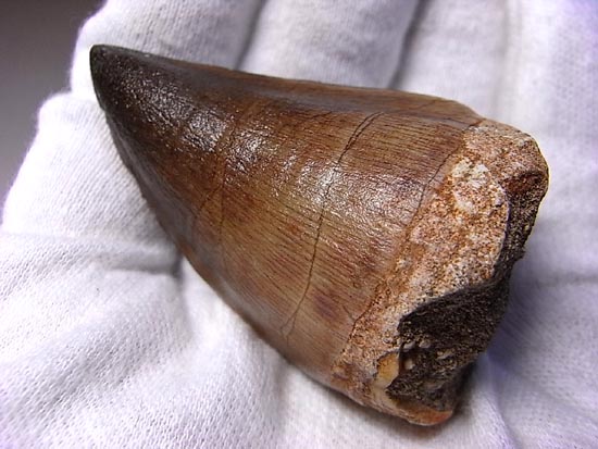 でかすぎて重い！モササウルスの巨大歯（その1）