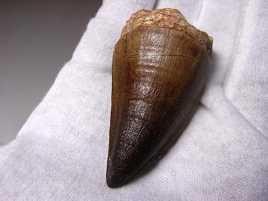 でかすぎて重い！モササウルスの巨大歯（その11）