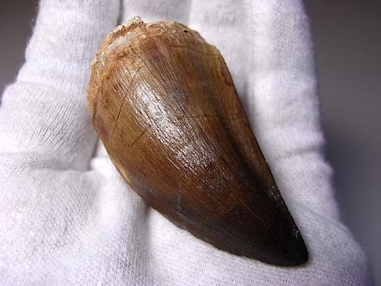 でかすぎて重い！モササウルスの巨大歯（その12）