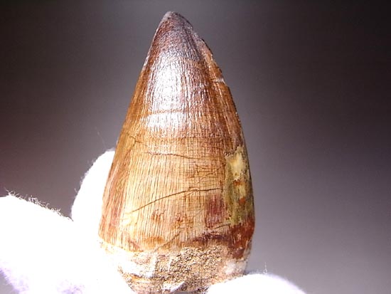でかすぎて重い！モササウルスの巨大歯（その13）