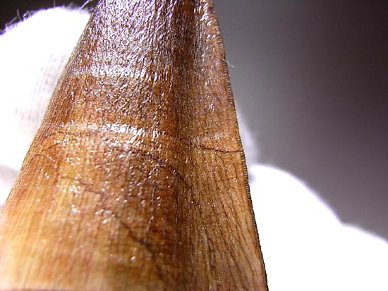 でかすぎて重い！モササウルスの巨大歯（その15）