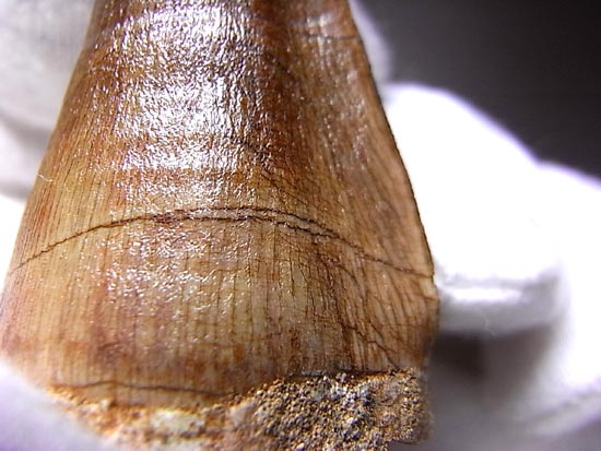 でかすぎて重い！モササウルスの巨大歯（その16）