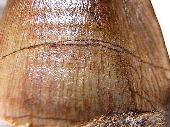 でかすぎて重い！モササウルスの巨大歯（その17）
