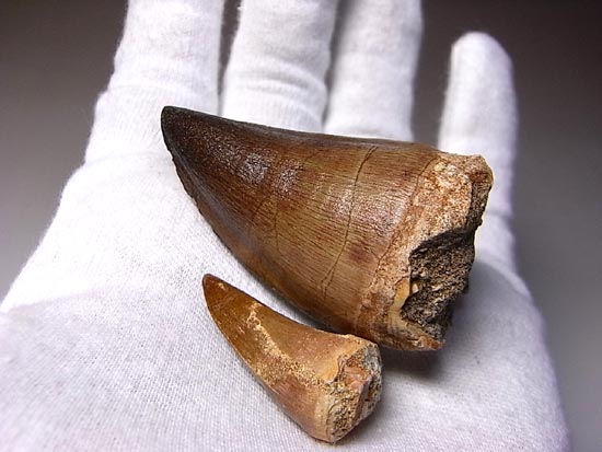 でかすぎて重い！モササウルスの巨大歯（その18）