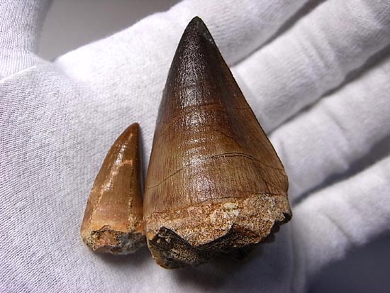 でかすぎて重い！モササウルスの巨大歯（その19）