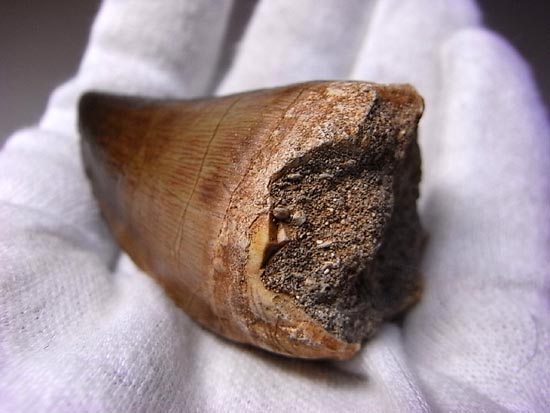 でかすぎて重い！モササウルスの巨大歯（その2）