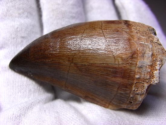 でかすぎて重い！モササウルスの巨大歯（その3）