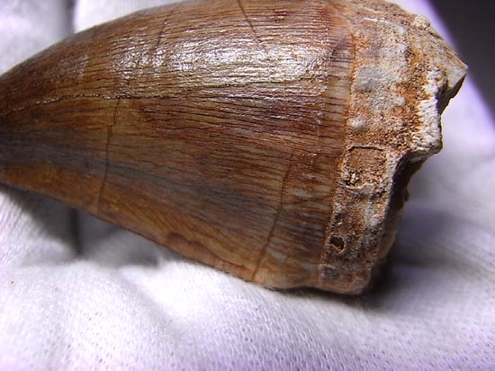 でかすぎて重い！モササウルスの巨大歯（その4）