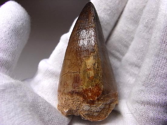 でかすぎて重い！モササウルスの巨大歯（その5）