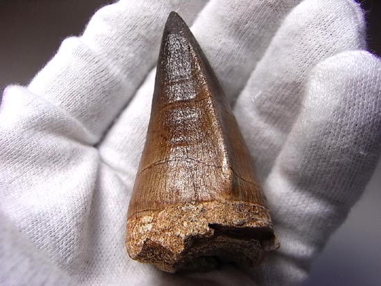 でかすぎて重い！モササウルスの巨大歯（その6）