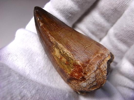 でかすぎて重い！モササウルスの巨大歯（その7）