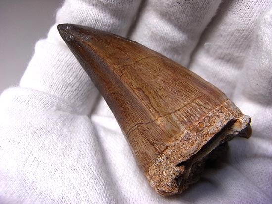 でかすぎて重い！モササウルスの巨大歯（その8）