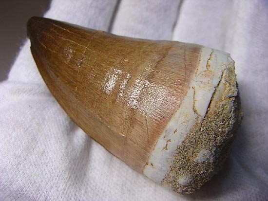 でかすぎて重い！モササウルスの巨大歯（その1）