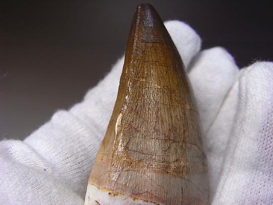 でかすぎて重い！モササウルスの巨大歯（その10）