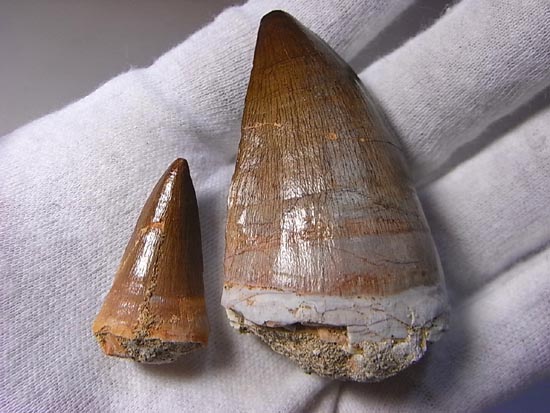 でかすぎて重い！モササウルスの巨大歯（その11）