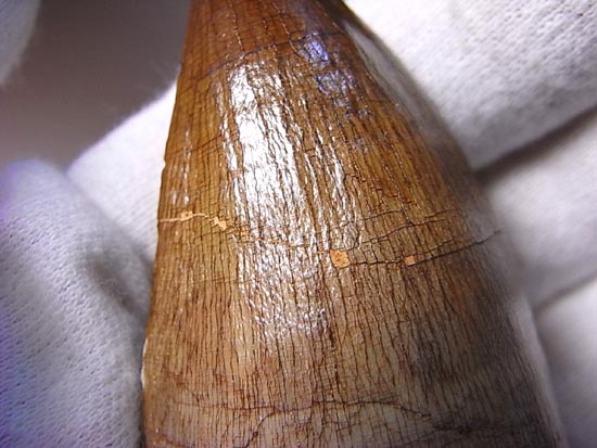 でかすぎて重い！モササウルスの巨大歯（その13）