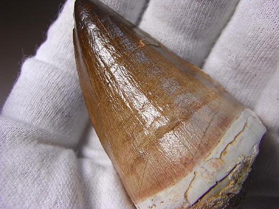 でかすぎて重い！モササウルスの巨大歯（その14）