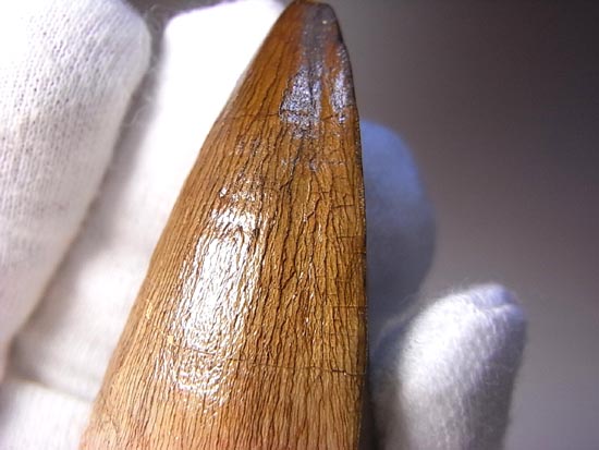 でかすぎて重い！モササウルスの巨大歯（その15）