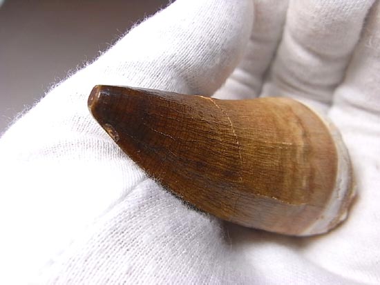 でかすぎて重い！モササウルスの巨大歯（その16）