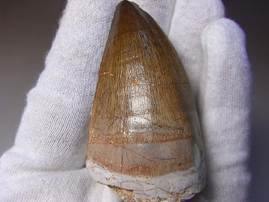 でかすぎて重い！モササウルスの巨大歯（その2）