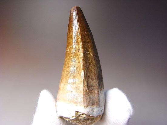 でかすぎて重い！モササウルスの巨大歯（その3）