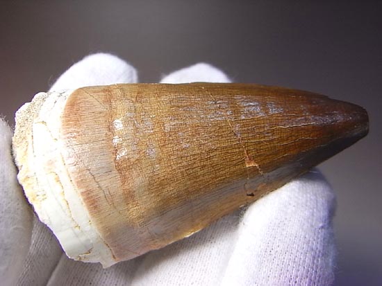 でかすぎて重い！モササウルスの巨大歯（その4）