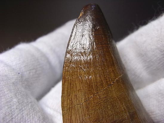 でかすぎて重い！モササウルスの巨大歯（その6）