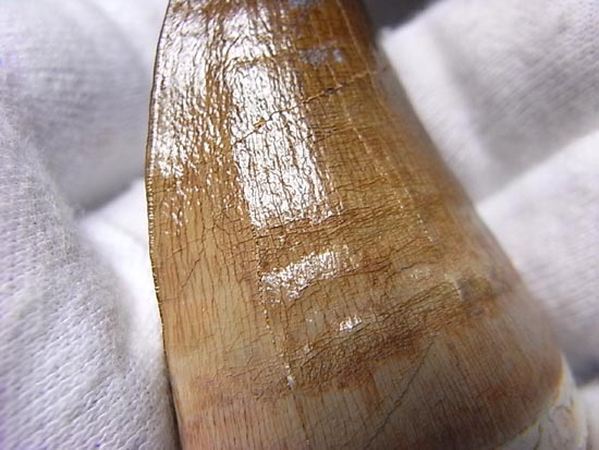 でかすぎて重い！モササウルスの巨大歯（その7）