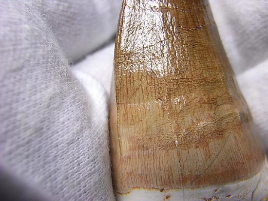 でかすぎて重い！モササウルスの巨大歯（その8）