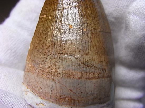 でかすぎて重い！モササウルスの巨大歯（その9）