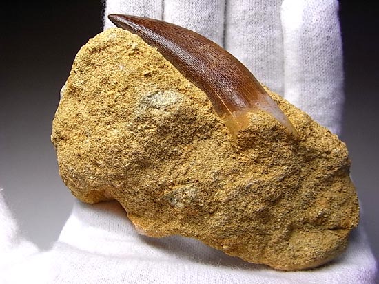 白亜紀のリアルジオラマ！母岩付き超でかいプレシオサウルス（その1）