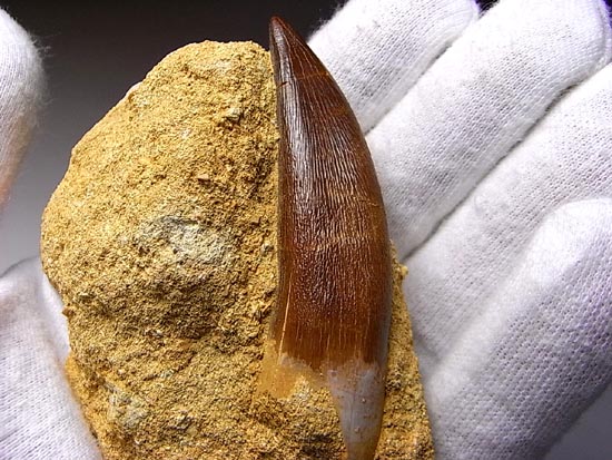 白亜紀のリアルジオラマ！母岩付き超でかいプレシオサウルス（その14）