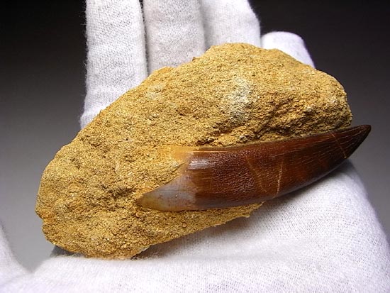 白亜紀のリアルジオラマ！母岩付き超でかいプレシオサウルス（その17）