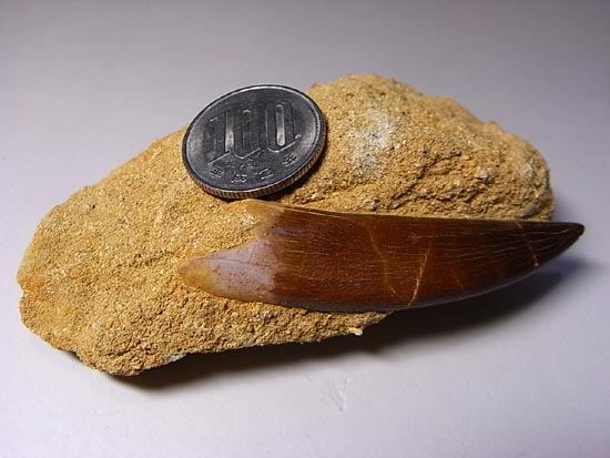 白亜紀のリアルジオラマ！母岩付き超でかいプレシオサウルス（その2）