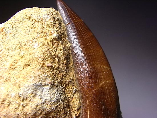 白亜紀のリアルジオラマ！母岩付き超でかいプレシオサウルス（その8）