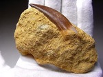 白亜紀のリアルジオラマ！母岩付き超でかいプレシオサウルス
