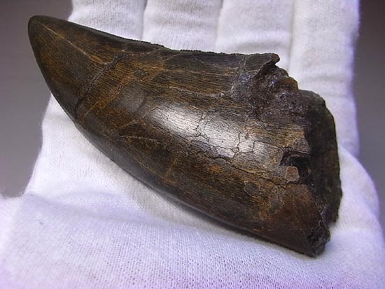 恐竜の王様ティラノサウルス・レックスの歯（その2）