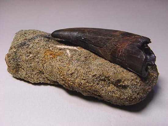 リアルジオラマ！６５００万年前の地層ごと、暴君様の歯をどうぞ。（その1）