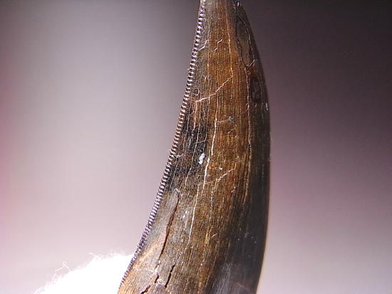 リアルジオラマ！６５００万年前の地層ごと、暴君様の歯をどうぞ。（その11）